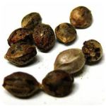 Семена марихуаны АК-47  (Seeds AK-47) в Верхней Пышме